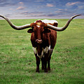 Photo Texas Longhorn A010816 Painting by Mas Art Studio Photo Texas Longhorn A010816 Painting by Mas Art Studio