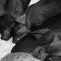 Pig Pile by Cathy Mahnke Pig Pile by Cathy Mahnke