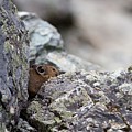 Pika by Beauty Reframed Photography