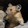 Pika Looking out from its Burrow Photograph by Jeff Goulden Pika Looking out from its Burrow Photograph by Jeff Goulden