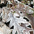 Pin Oak Leaves 2 Photograph by Kathryn Alexander MA Pin Oak Leaves 2 Photograph by Kathryn Alexander MA
