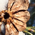 Pine Cone Bottom by Vonda Drees Pine Cone Bottom by Vonda Drees