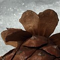 Pine Cone Heart by Vonda Drees Pine Cone Heart by Vonda Drees