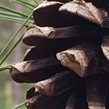 Pine Cone Profile by Vonda Drees Pine Cone Profile by Vonda Drees