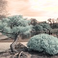 Pine Tree Infrared Missouri Botanical Garden by Jane Linders Pine Tree Infrared Missouri Botanical Garden by Jane Linders