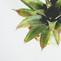 Pineapple Top 2- Art by Linda Woods by Linda Woods Pineapple Top 2- Art by Linda Woods by Linda Woods