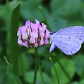 Pink and Blue Photograph by PJQandFriends Photography Pink and Blue Photograph by PJQandFriends Photography