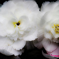 Pink and Yellow on White 3 by Lee Santa Pink and Yellow on White 3 by Lee Santa
