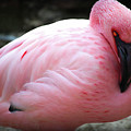 Pink at the Memphis Zoo Photograph by Veronica Batterson Pink at the Memphis Zoo Photograph by Veronica Batterson