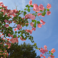 Pink Bougainvillea Photograph by Aimee L Maher ALM GALLERY Pink Bougainvillea Photograph by Aimee L Maher ALM GALLERY