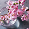 Pink Cherry Blossom Photograph by Anastasy Yarmolovich Pink Cherry Blossom Photograph by Anastasy Yarmolovich