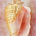 Pink Conch by Cindi Ressler Pink Conch by Cindi Ressler