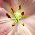 Pink Photograph by Denise Railey Pink Photograph by Denise Railey