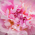 Pink Double Peony Photograph by Mark Mille Pink Double Peony Photograph by Mark Mille