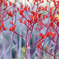 Red Kangaroo Paw Photograph by Werner Padarin Red Kangaroo Paw Photograph by Werner Padarin