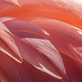Pink Flamingo Photograph by Holly Ross Pink Flamingo Photograph by Holly Ross