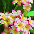 Pink frangipani by Sheila Smart Fine Art Photography Pink frangipani by Sheila Smart Fine Art Photography