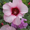 Pink Hibiscus Photograph by Allen Nice-Webb Pink Hibiscus Photograph by Allen Nice-Webb