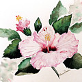 Pink Hibiscus Painting by Karin Dawn Kelshall- Best Pink Hibiscus Painting by Karin Dawn Kelshall- Best