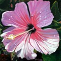 Pink Hibiscus With Raindrops by Marionette Taboniar Pink Hibiscus With Raindrops by Marionette Taboniar