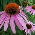 Pink In The Garden by Anita Burgermeister Pink In The Garden by Anita Burgermeister
