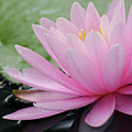 Pink Water Lily Photograph by Mary Anne Delgado Pink Water Lily Photograph by Mary Anne Delgado