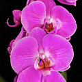 Pink orchid against a black background Photograph by Andy Myatt Pink orchid against a black background Photograph by Andy Myatt