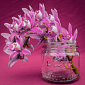 Pink Orchid Antique Mason Jar Photograph by Kathy Anselmo Pink Orchid Antique Mason Jar Photograph by Kathy Anselmo
