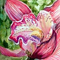 Pink Orchid by Mindy Newman Pink Orchid by Mindy Newman