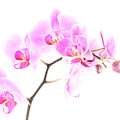 Pink Orchids 1 Photograph by Onyonet Photo Studios Pink Orchids 1 Photograph by Onyonet Photo Studios