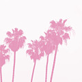 Pink Palm Trees- Art by Linda Woods Photograph by Linda Woods Pink Palm Trees- Art by Linda Woods Photograph by Linda Woods