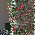 Pink Peacock Colored Bougainvillea Blossoms Climbing Pillar by Cafe by Colleen Cornelius Pink Peacock Colored Bougainvillea Blossoms Climbing Pillar by Cafe by Colleen Cornelius