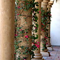 Pink Peacock Colored Bougainvillea Blossoms Climbing Pillars Photograph By Colleen Photograph by Colleen Cornelius Pink Peacock Colored Bougainvillea Blossoms Climbing Pillars Photograph By Colleen Photograph by Colleen Cornelius