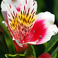 Pink Peruvian Lily 1 Photograph by Amy Fose Pink Peruvian Lily 1 Photograph by Amy Fose