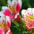 Pink Peruvian Lily 2 Photograph by Amy Fose Pink Peruvian Lily 2 Photograph by Amy Fose