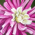 Pink Petal Blast by Minaz Jantz Pink Petal Blast by Minaz Jantz