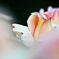 Pink Rose by Heiko Koehrer-Wagner Pink Rose by Heiko Koehrer-Wagner