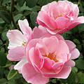 Pink Roses 2 Photograph by Amy Fose Pink Roses 2 Photograph by Amy Fose