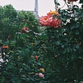 Pink Roses and The Eiffel Tower by Nadine Rippelmeyer Pink Roses and The Eiffel Tower by Nadine Rippelmeyer