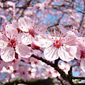 Pink Spring Blossoms Art Print Blue Sky Landscape Baslee Troutman by Baslee Troutman Pink Spring Blossoms Art Print Blue Sky Landscape Baslee Troutman by Baslee Troutman