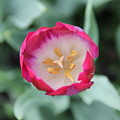 Pink Tulip Top View Photograph by Allen Nice-Webb Pink Tulip Top View Photograph by Allen Nice-Webb