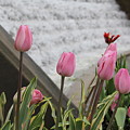 Pink Tulips Photograph by Allen Nice-Webb Pink Tulips Photograph by Allen Nice-Webb