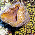 Pink Vase Sponge Photograph by Perla Copernik Pink Vase Sponge Photograph by Perla Copernik