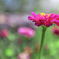 Pink Zinnia Photograph by SR Green Pink Zinnia Photograph by SR Green