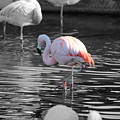 Pinky by Colleen Cornelius Pinky by Colleen Cornelius