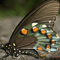 Pipevine Swallowtail Photograph by Mike Eingle Pipevine Swallowtail Photograph by Mike Eingle