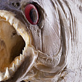Piranha fish close up Photograph by Simon Bratt Piranha fish close up Photograph by Simon Bratt