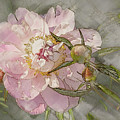 Pivoine Digital Art by Mark Mille Pivoine Digital Art by Mark Mille