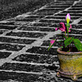 Plant Photograph by Stuart Manning Plant Photograph by Stuart Manning