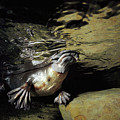 Platypus Surfacing Photograph by David Parer and Elizabeth Parer-Cook Platypus Surfacing Photograph by David Parer and Elizabeth Parer-Cook